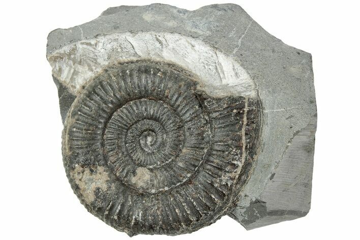 Ammonite (Dactylioceras) Fossil - England #223867